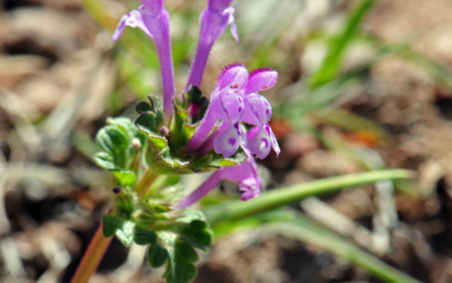 Lamium amplexicaule, Henbit